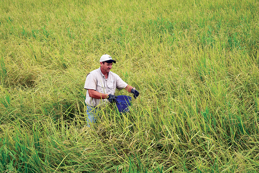 Farmers, researchers react positively to new Provisia rice 